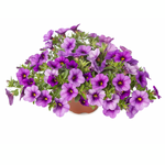 Calibrachoa - Callie Purple