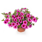 Calibrachoa - Callie Hot Pink