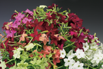 Nicotiana - Saratoga Mix