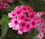 Verbena - Lanai Bright Eye