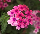 Verbena - Lanai Bright Eye