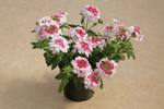 Verbena - Lanai Twister Pink