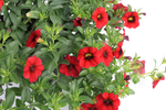 Calibrachoa - Callie Dark Red