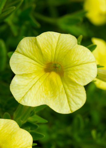 Calibrachoa - Callie Yellow