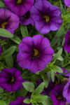 Calibrachoa - Callie Purple