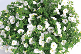 Calibrachoa - Callie White