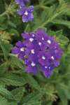 Verbena - Lanai Blue