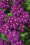 Verbena - Lanai Royal Purple With Eye