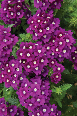 Verbena - Lanai Royal Purple With Eye