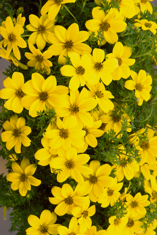 Bidens - Mexican Gold Jumbo