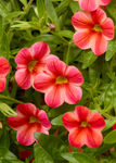 Calibrachoa - Callie Star Orange