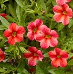 Calibrachoa - Callie Star Orange