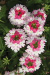 Verbena - Lanai Twister Pink