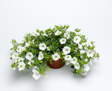 Calibrachoa - Callie White