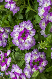 Verbena - Lanai Twister Purple