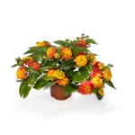 Lantana - Bandolista Mango