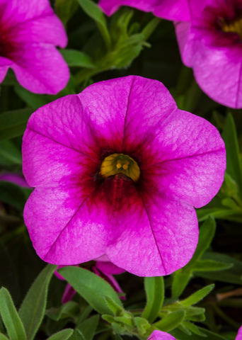 Calibrachoa - Callie Hot Pink