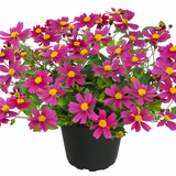 Bidens - Bee Pink Buzz