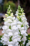 Snapdragon - Rocket White