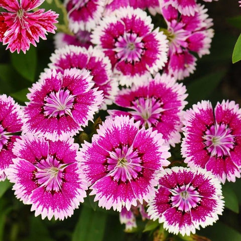 Floral Lace™ Violet Picotee Dianthus