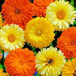 Calendula - Bon Bon Mix