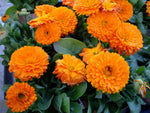 Calendula - Bon Bon Mix