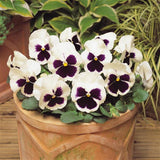 Pansy - Matrix White Blotch