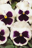 Pansy - Matrix White Blotch