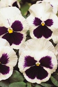 Pansy - Matrix White Blotch