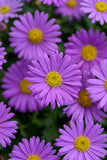 Brachycome - Fresco Purple
