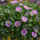 Brachycome - Fresco Purple