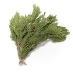Incense Cedar