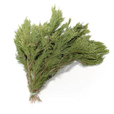 Incense Cedar