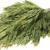 Incense Cedar