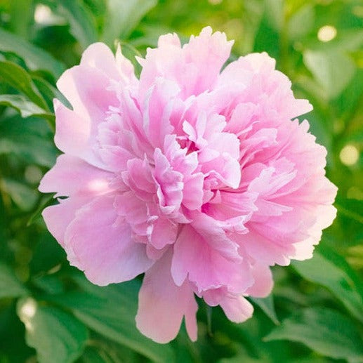 Paeonia Dinner Plate Country Hills Golf Shop